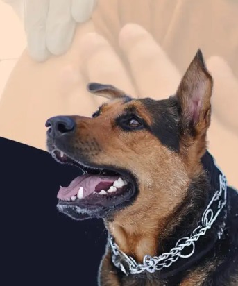 World Rabies Day 2025 – September 28