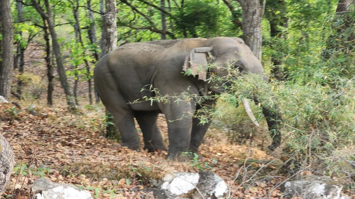 Gaj Rakshak App to Monitor Elephants in Bandhavgarh Tiger Reserve