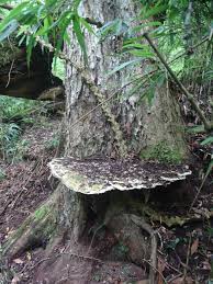 Giant New Fungus Species Discovered in Arunachal Pradesh