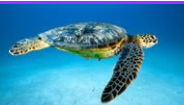 Green Sea Turtle Upgraded to Least Concern by IUCN