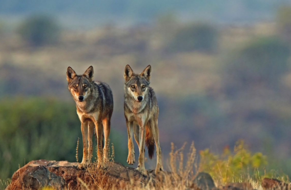 Indian Wolf Now Recognized as Distinct Canis Species
