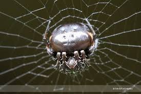 Araneus nox Spider Found in India’s Idukki Wildlife Sanctuary