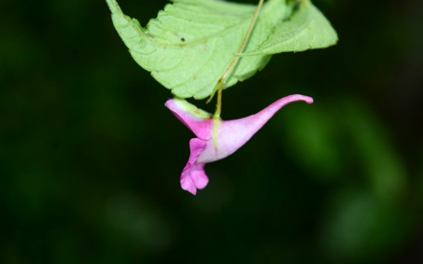 New Balsam Flower Species Found in Arunachal Pradesh