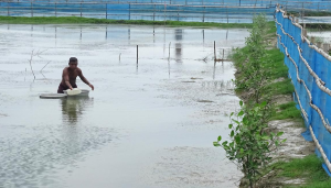 Sundarbans Aquaculture Model Wins FAO Global Award
