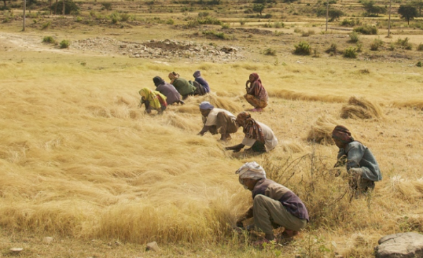 Free Trade Agreements Threaten Farmers’ Seed Rights