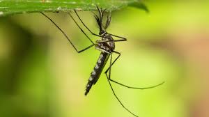 Mosquitoes Discovered in Iceland for the First Time