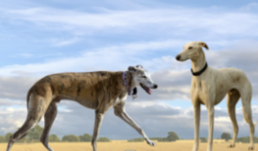 BSF to Train Rampur, Mudhol Hounds for K9 Units
