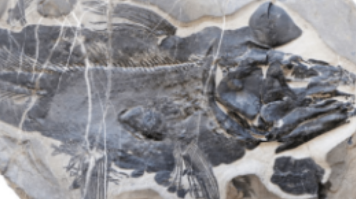 New Coelacanth(Ancient Fish) Species Discovered in China