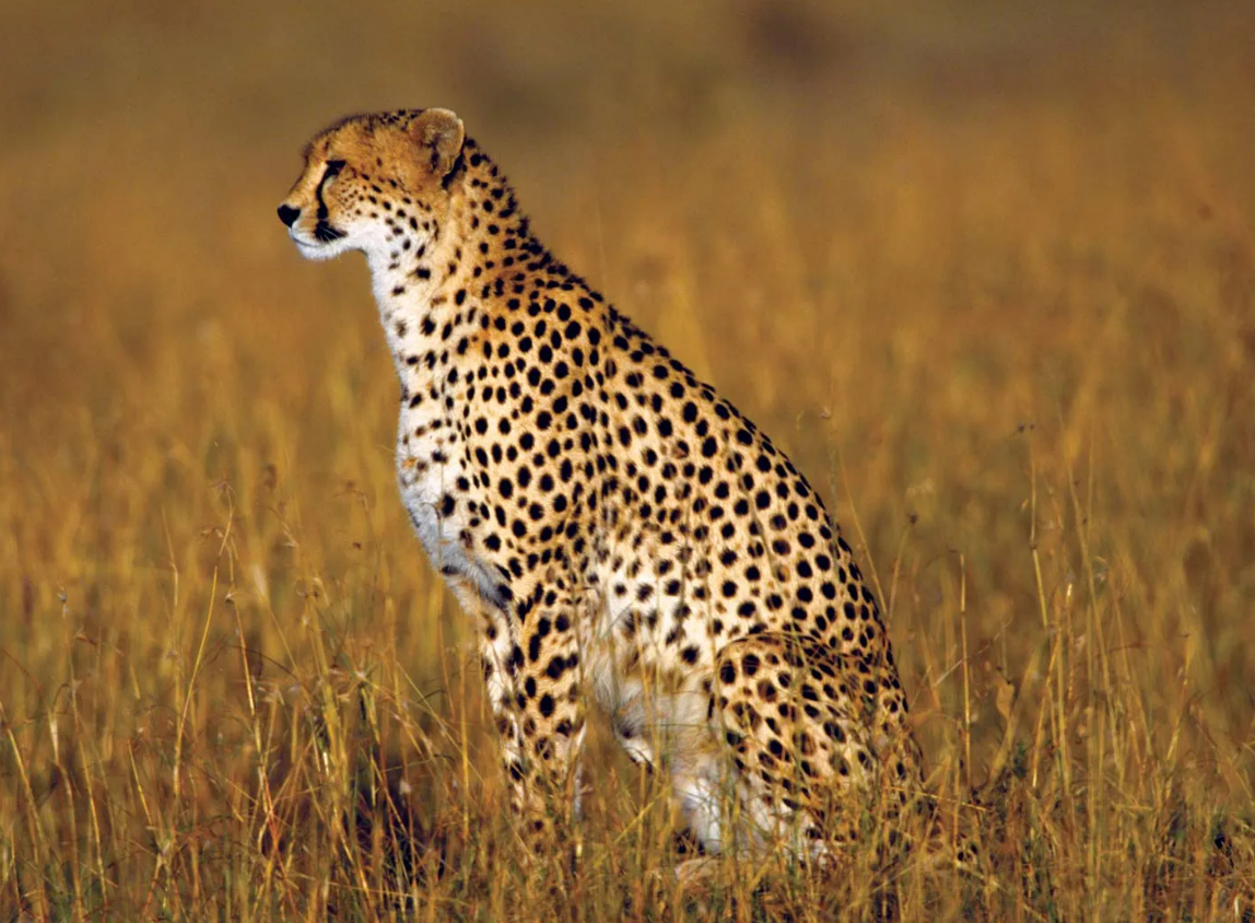 Nauradehi sanctuary cleared for cheetah reintroduction