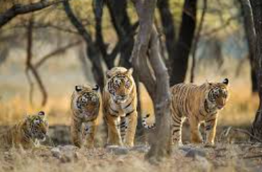 India to Conduct World’s Largest Wildlife Survey in 2026