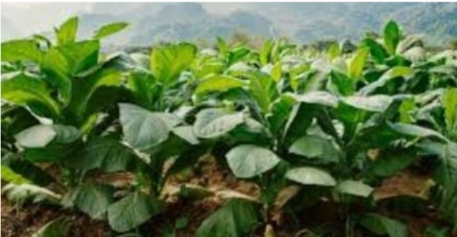 FAIFA Criticises WHO-FCTC COP11 for Excluding Tobacco Farmers