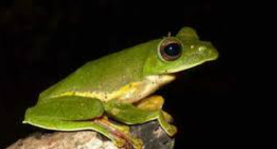 Malabar Gliding Frog and Its Unique Foam-Nest Strategy