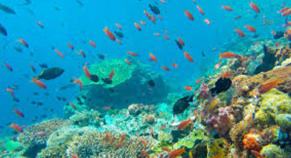 India to Establish First National Coral Reef Research Centre in Andaman
