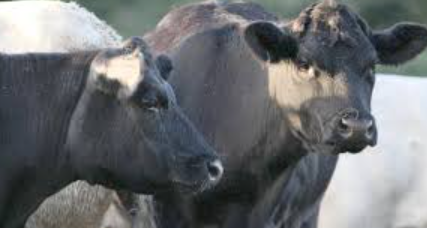 Northern Ireland Reports First Bluetongue Outbreak as Suspected Cases Rise