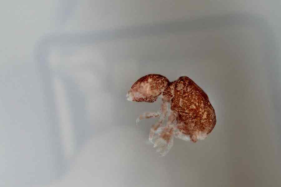 Neelus sikkimensis