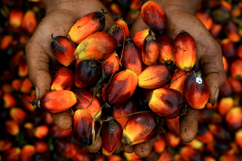 National Mission on Edible Oils–Oil Palm (NMEO–OP)