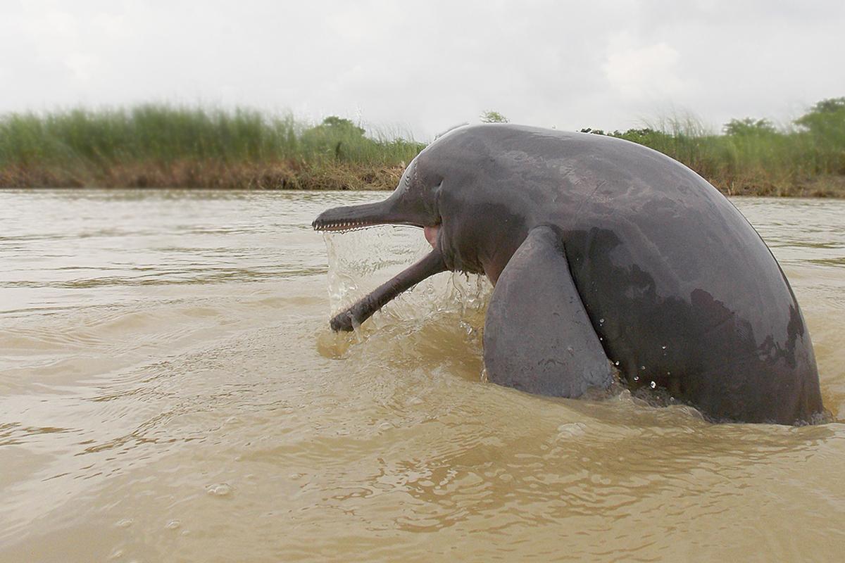 National River Ganga Dolphin Census