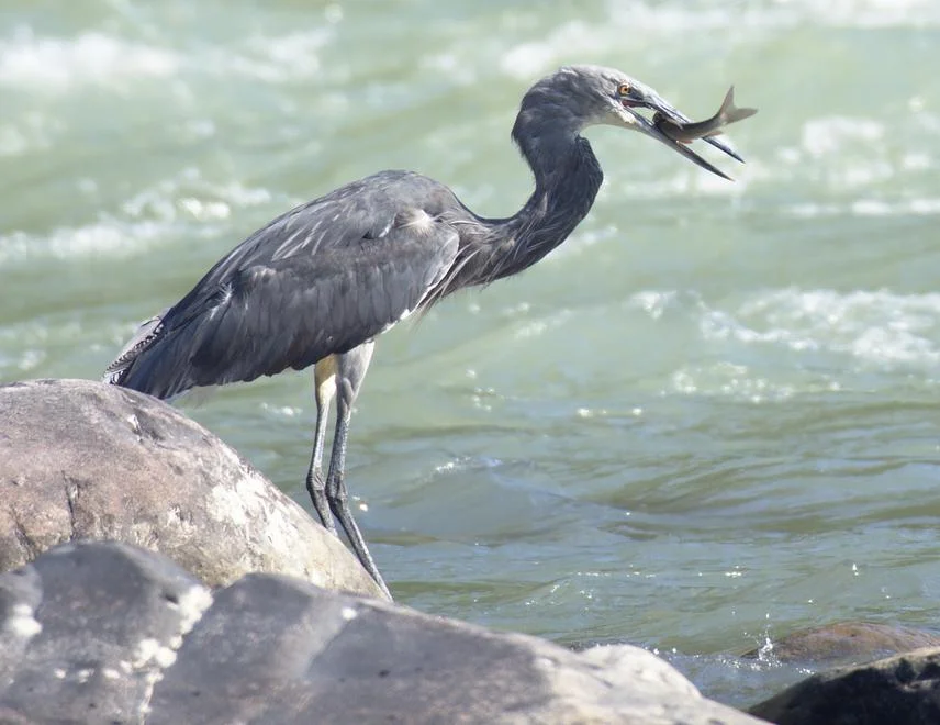 White-bellied Heron and Kalai-II Project
