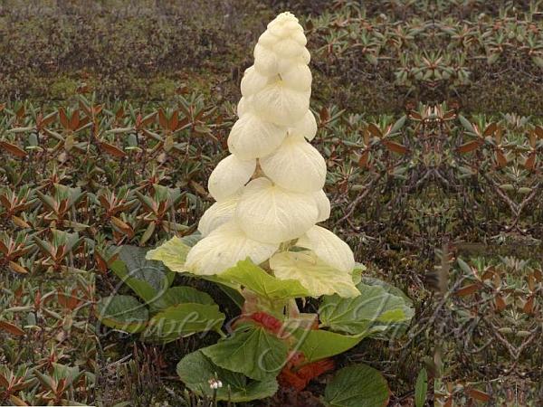 Sikkim Sundari