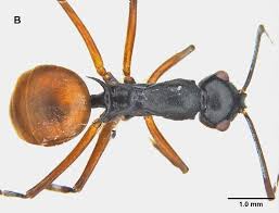 Polyrhachis garbhangaensis
