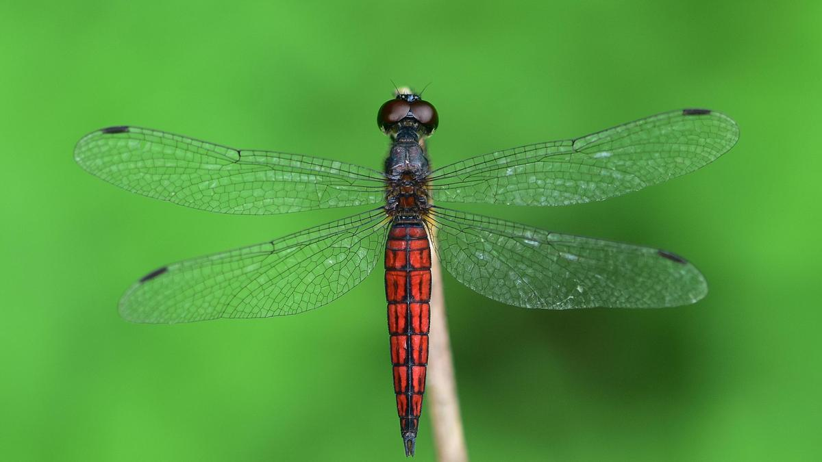 New Dragonfly Species Discovered in Kerala