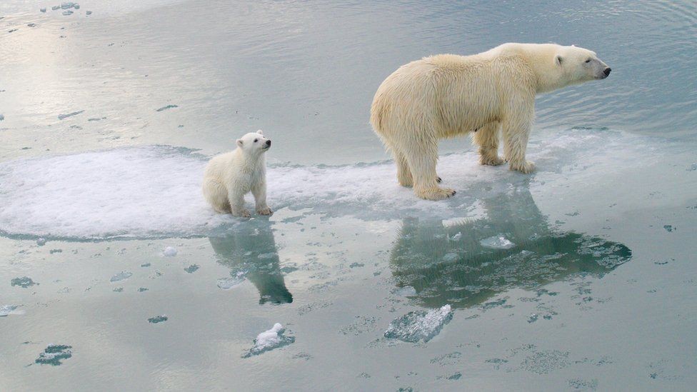 Arctic Warming Amplifies Invasive Species Threat