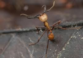 Army Ant Species