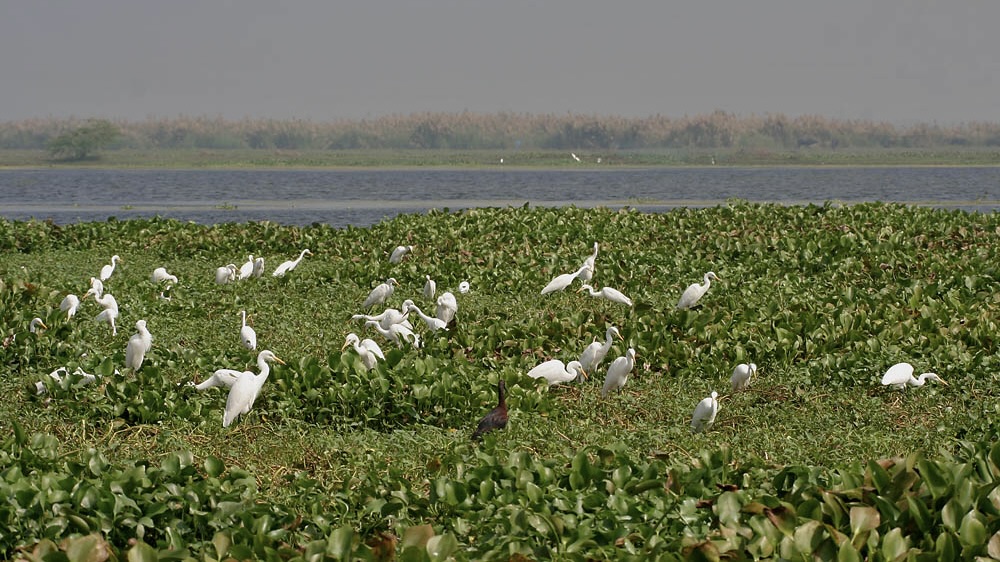 Kolleru Wildlife Sanctuary