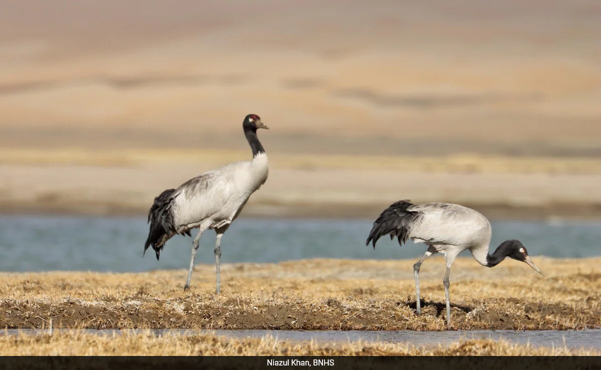 Black-Necked Crane