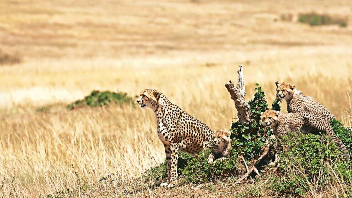 Botswana Cheetah Translocation to India