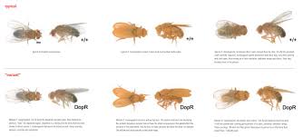New Species of Fruit Flies