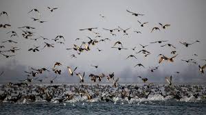 State of the World's Migratory Species