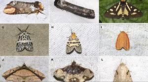 Two New Moth Species