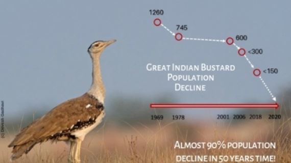 Project Great Indian Bustard (GIB)