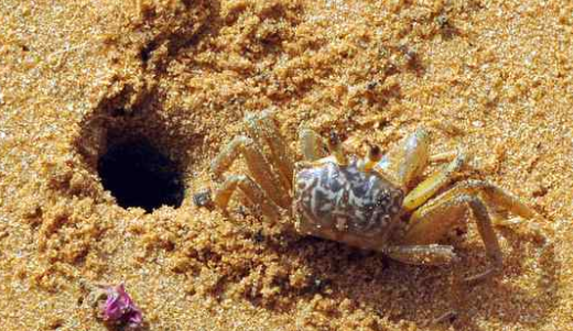 Dual-Sex Crab of Silent Valley