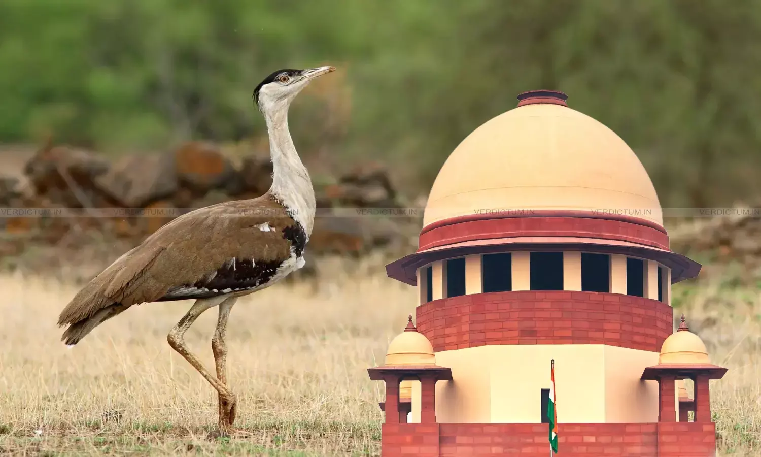 Great Indian Bustard