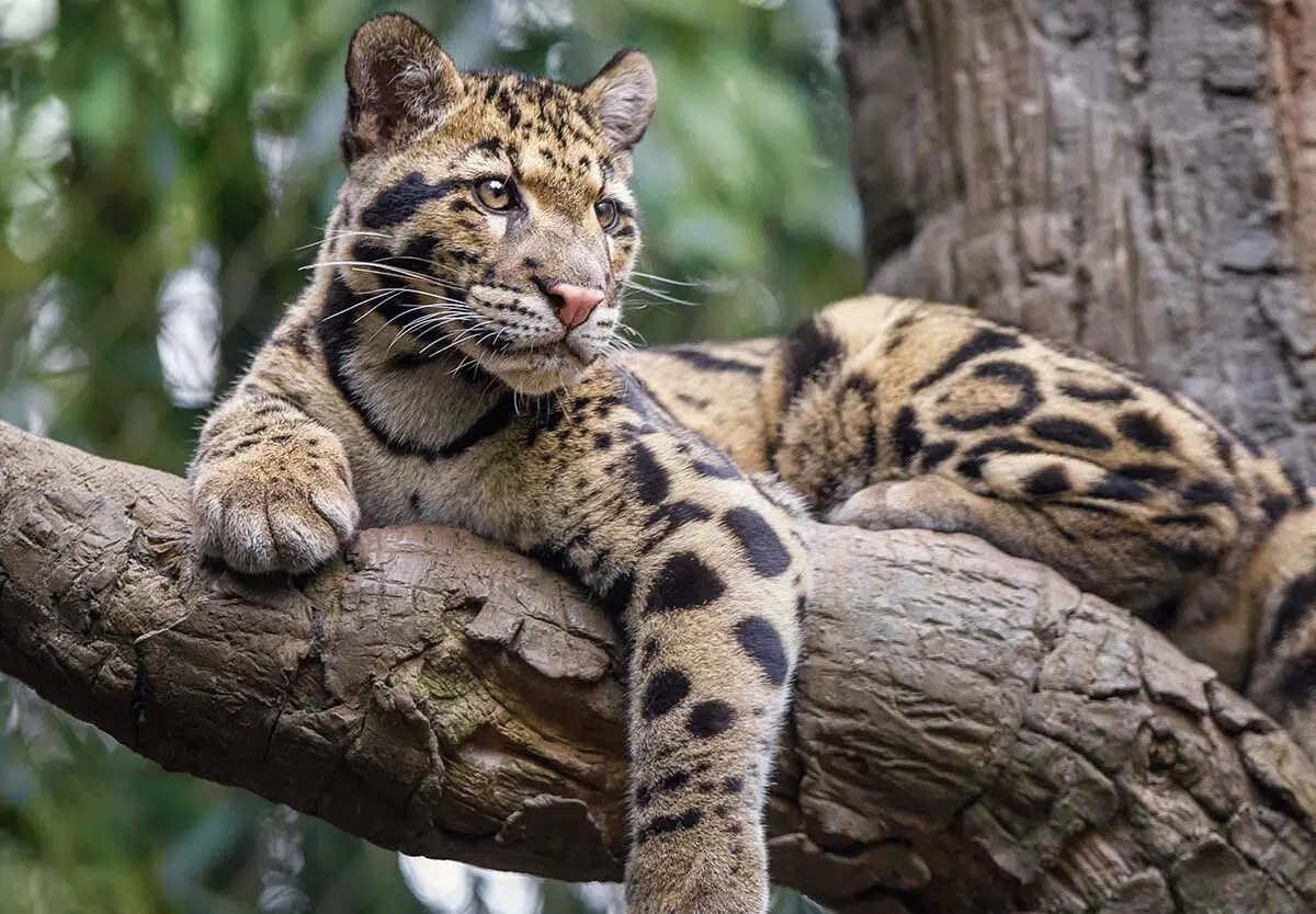 International Clouded Leopard Day 2026