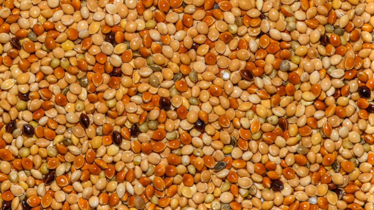 India Develops First Complete Genome of Pigeonpea (Arhar)