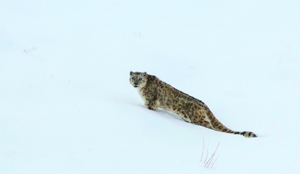 Ladakh to Launch India's First High-Altitude Wildlife Safari