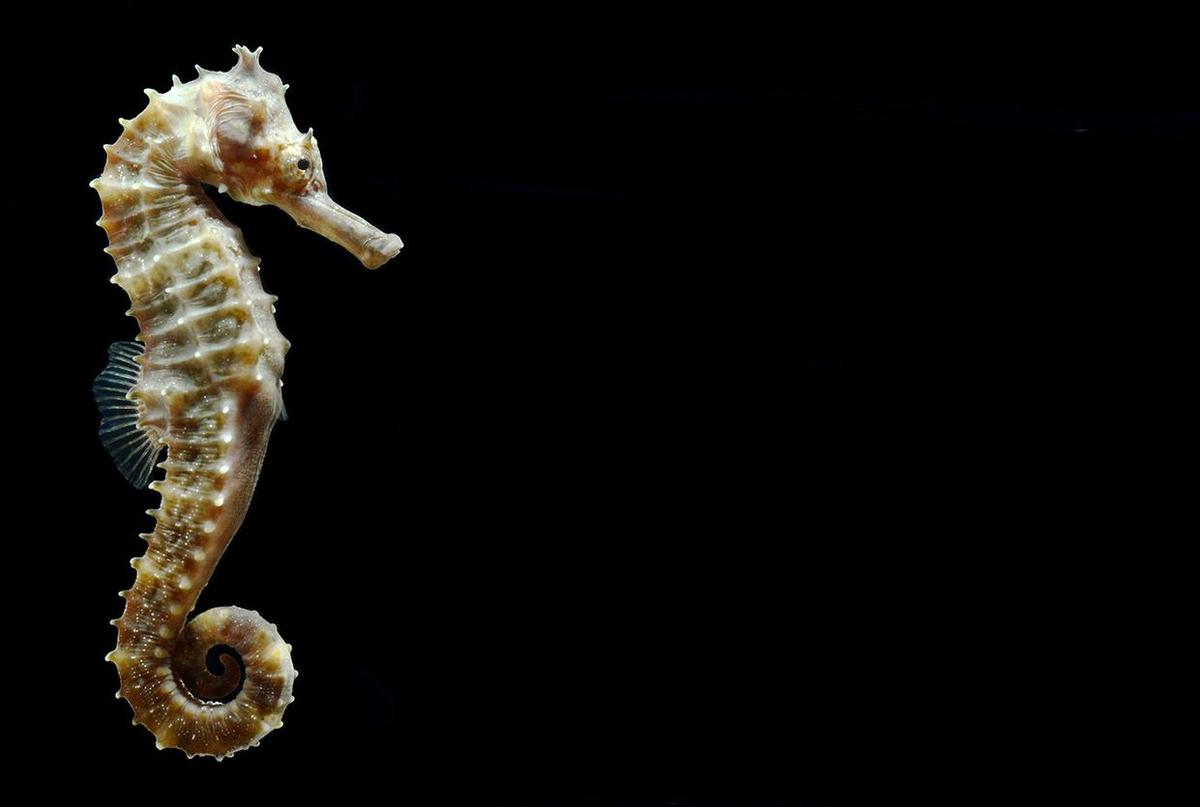 New Seahorse Species Identified by Kerala Researchers