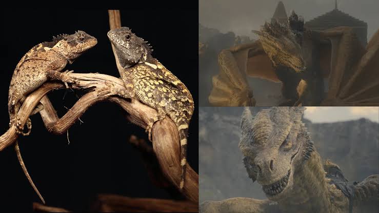 New Horned Dragon Lizard Species Found in Thailand