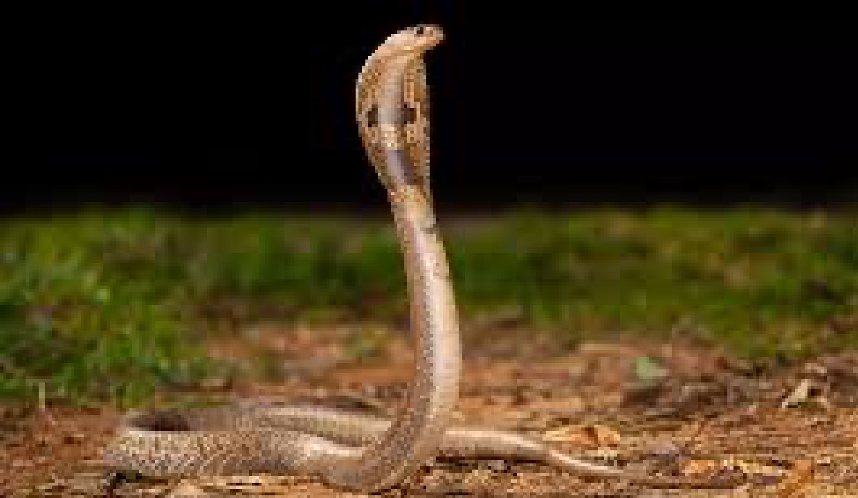 Maharashtra Makes Snakebite a Notifiable Disease