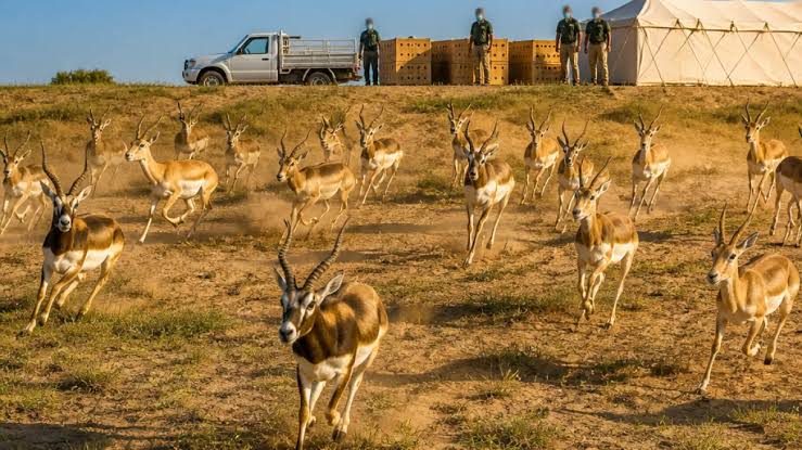 Gujarat Releases 20 Blackbucks into Banni Grassland