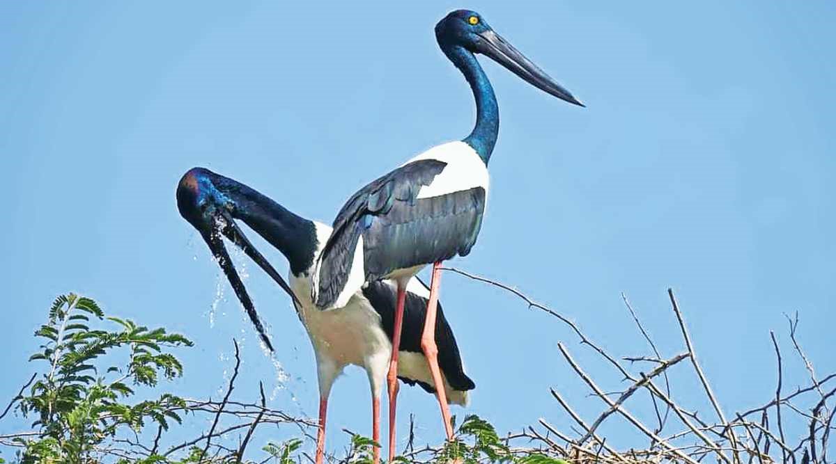 Black-necked Stork Species