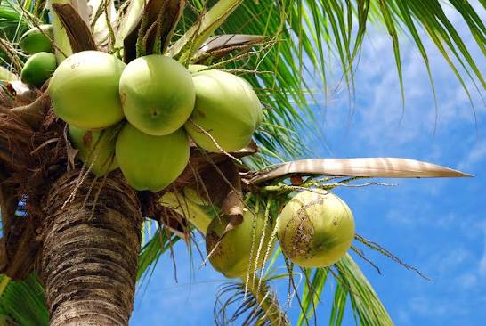 India’s Coconut Exports Rise 62% to ₹7,038 Crore in FY26