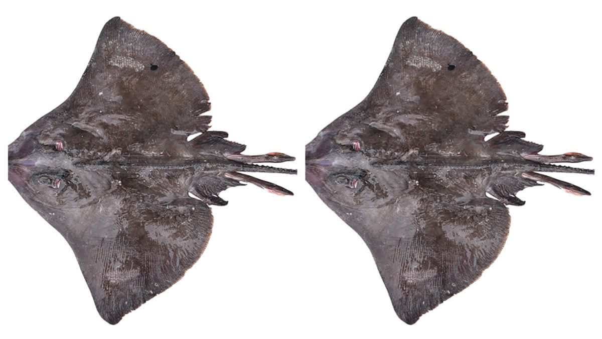 ZSI Discovers New Deep-Sea Skate Species Under Deep Ocean Mission