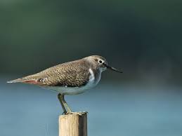Rare Sharp-Tailed Sandpiper Spotted in Delhi-NCR
