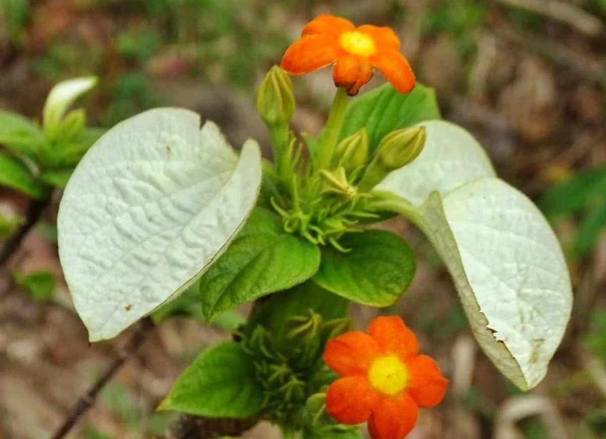 New Woolly-Haired Flowering Plant Discovered in Agasthyamala Biosphere Reserve
