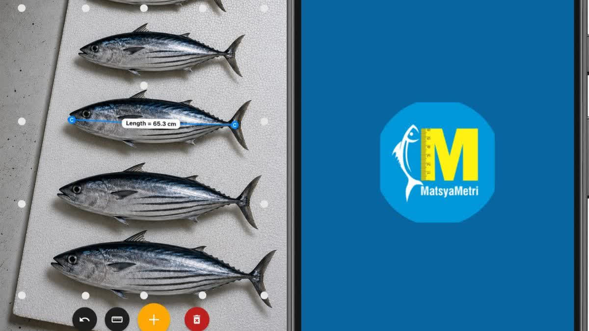 CMFRI Develops MatsyaMetri App to Measure Fish Without Handling
